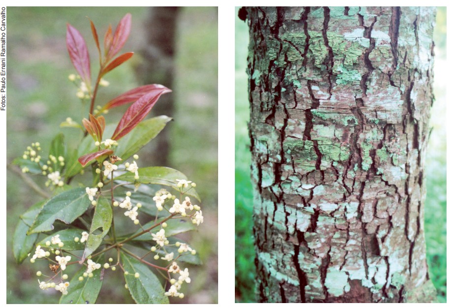 Nectandra grandiflora